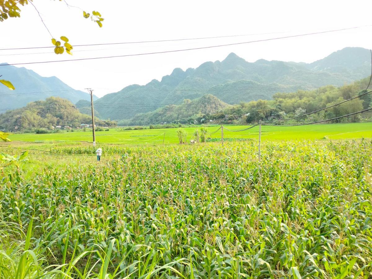 Truong Huy Mai Chau
